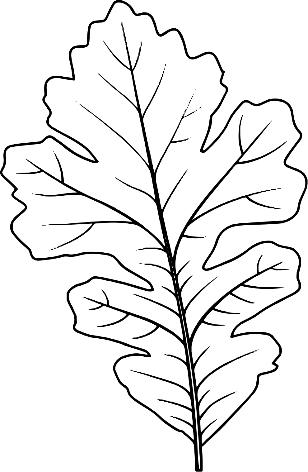 Дубовый лист трафарет №5008. Обучающие и развивающие раскраски для детского сада, для начальных классов. Листья Одиночные листочки.