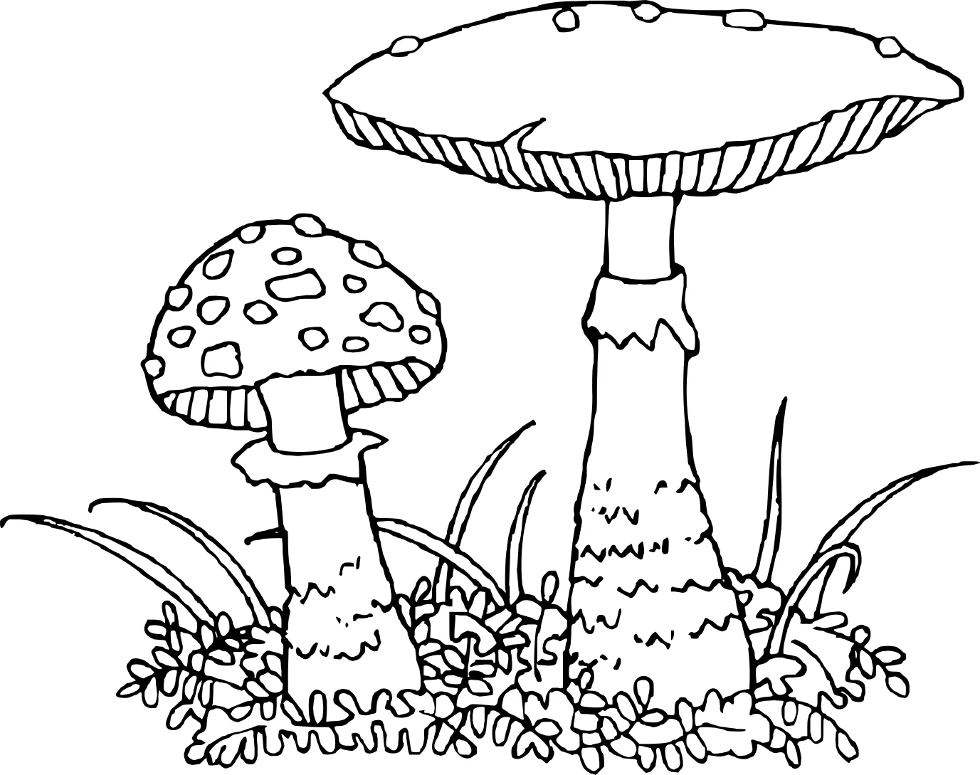Грибы Картинка-раскраска №5186. Обучающие и развивающие раскраски для детского сада, для начальных классов. Грибы.