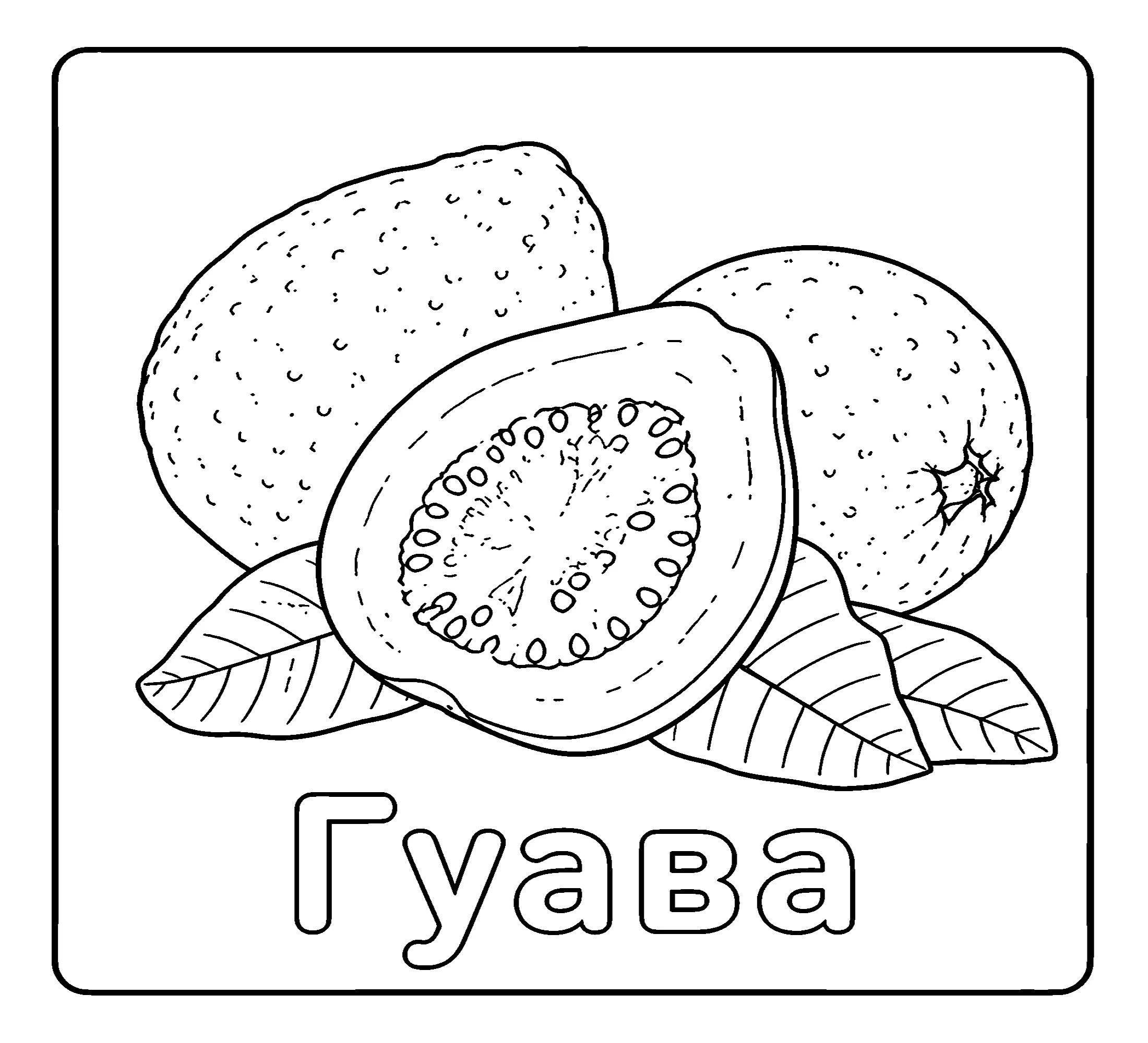 Гуава №3768. Обучающие и развивающие раскраски для детского сада, для начальных классов. Фрукты.