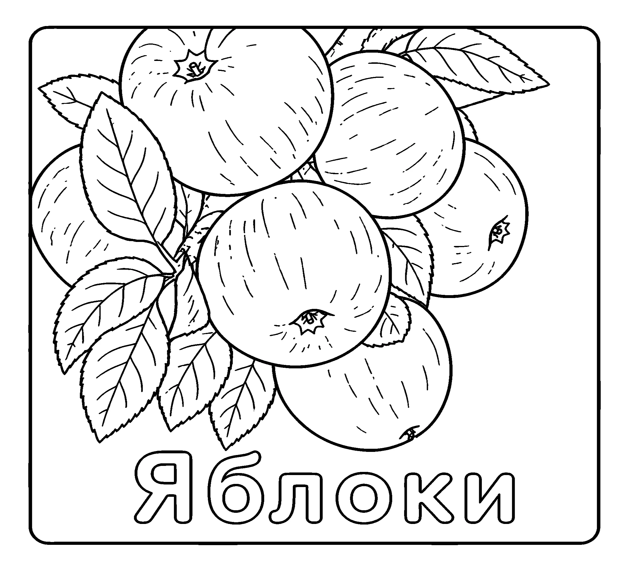 Яблоки на ветке №3755. Обучающие и развивающие раскраски для детского сада, для начальных классов. Фрукты.