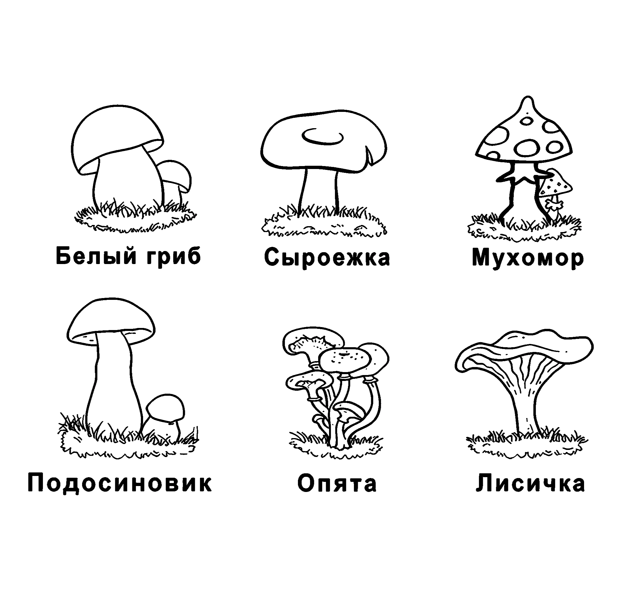 Лесные грибы Распечатать раскраску №3840. Обучающие и развивающие раскраски для детского сада, для начальных классов. Грибы.
