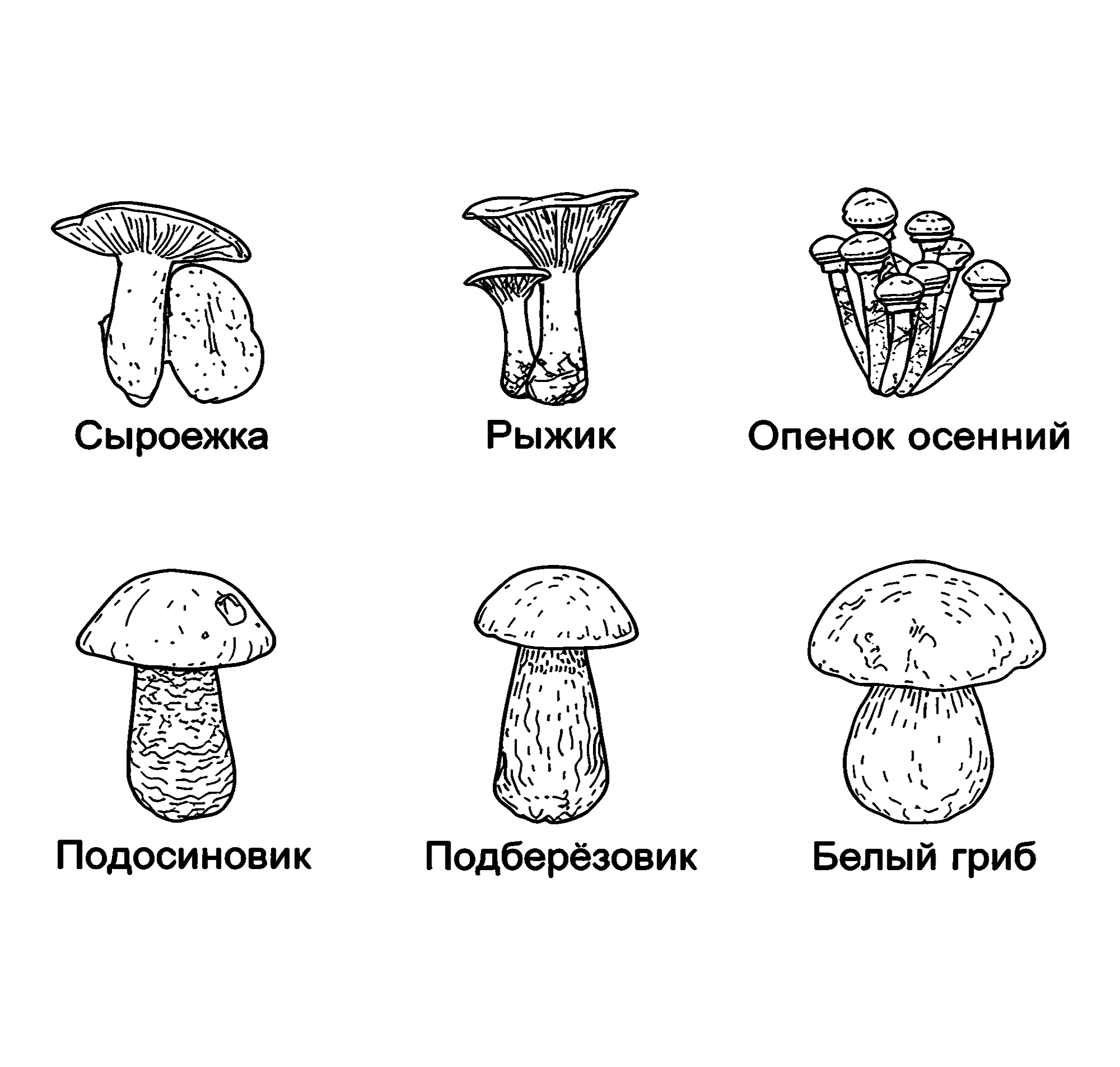 Набор грибов Картинка для раскрашивания №3839. Обучающие и развивающие раскраски для детского сада, для начальных классов. Грибы.