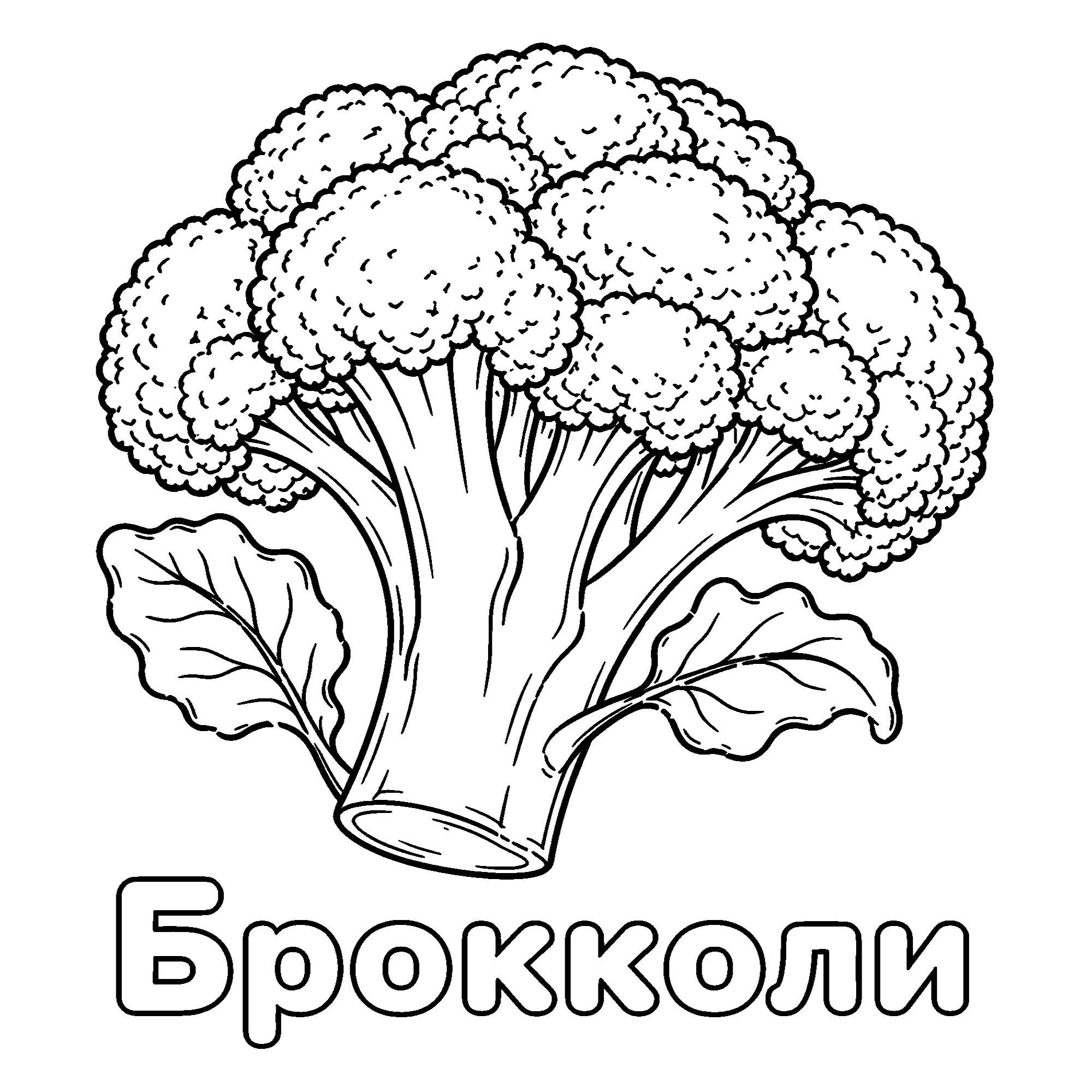 Брокколи Бесплатная распечатка №3672. Обучающие и развивающие раскраски для детского сада, для начальных классов. Овощи.