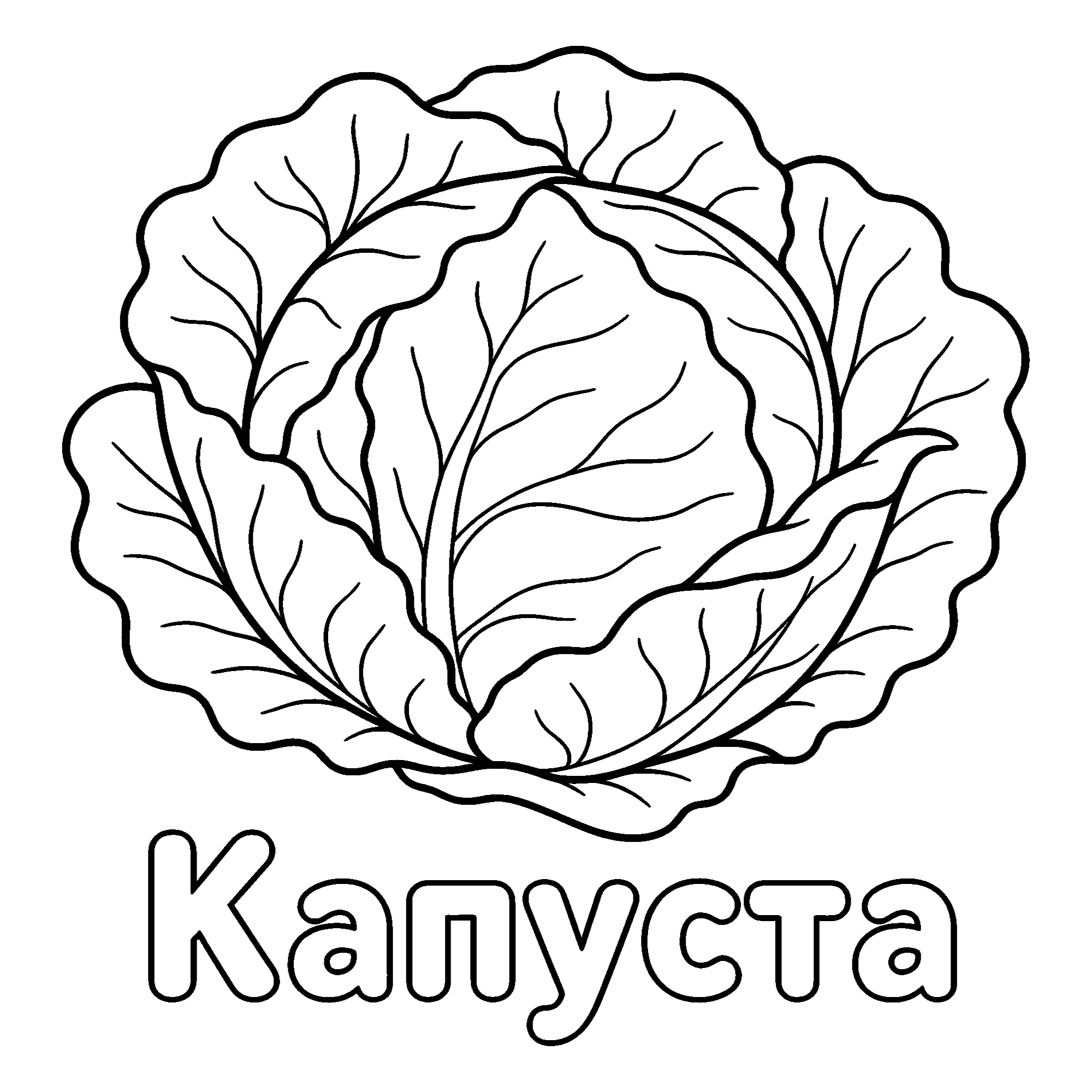 Капуста №3664. Обучающие и развивающие раскраски для детского сада, для начальных классов. Овощи.