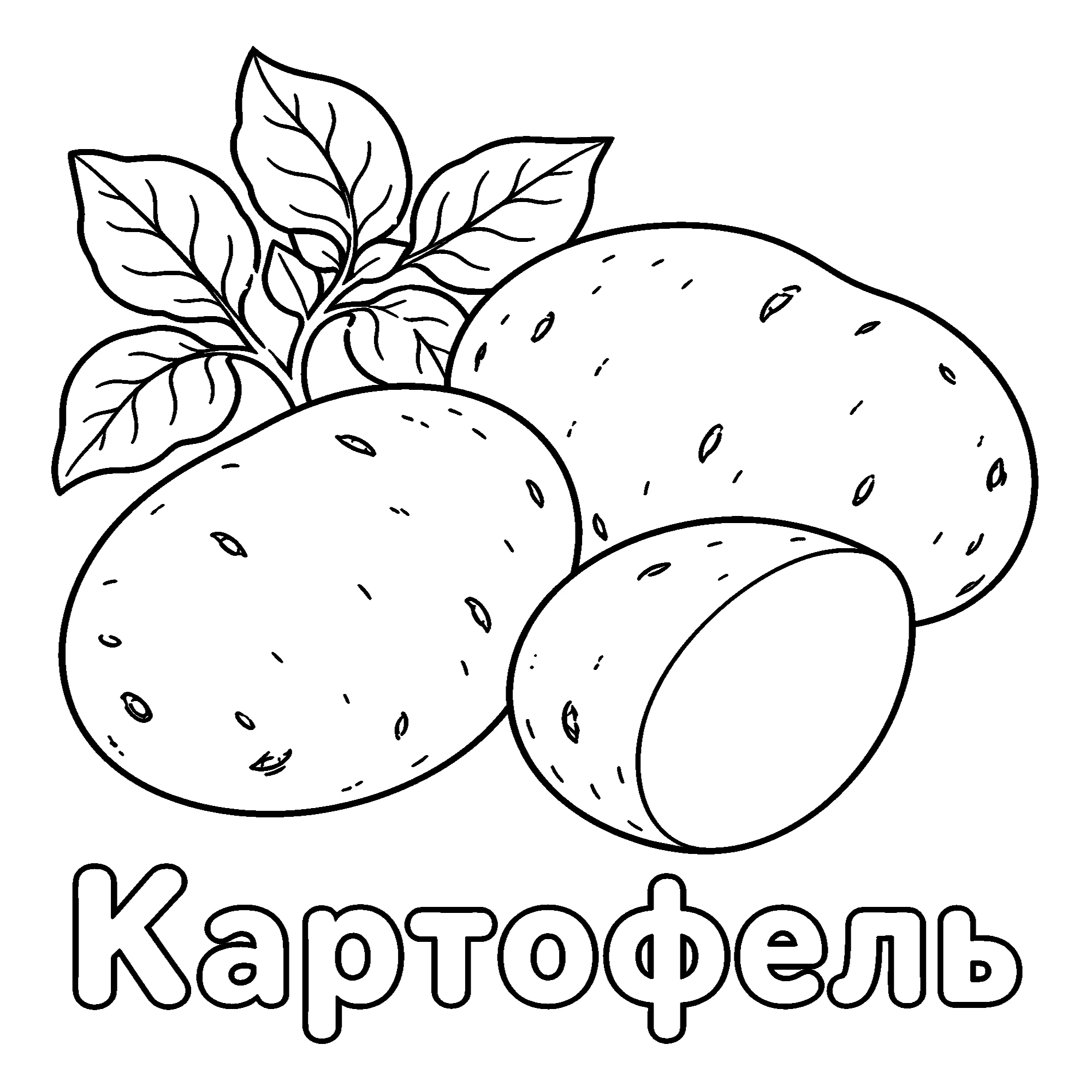 Картофель №3680. Обучающие и развивающие раскраски для детского сада, для начальных классов. Овощи.