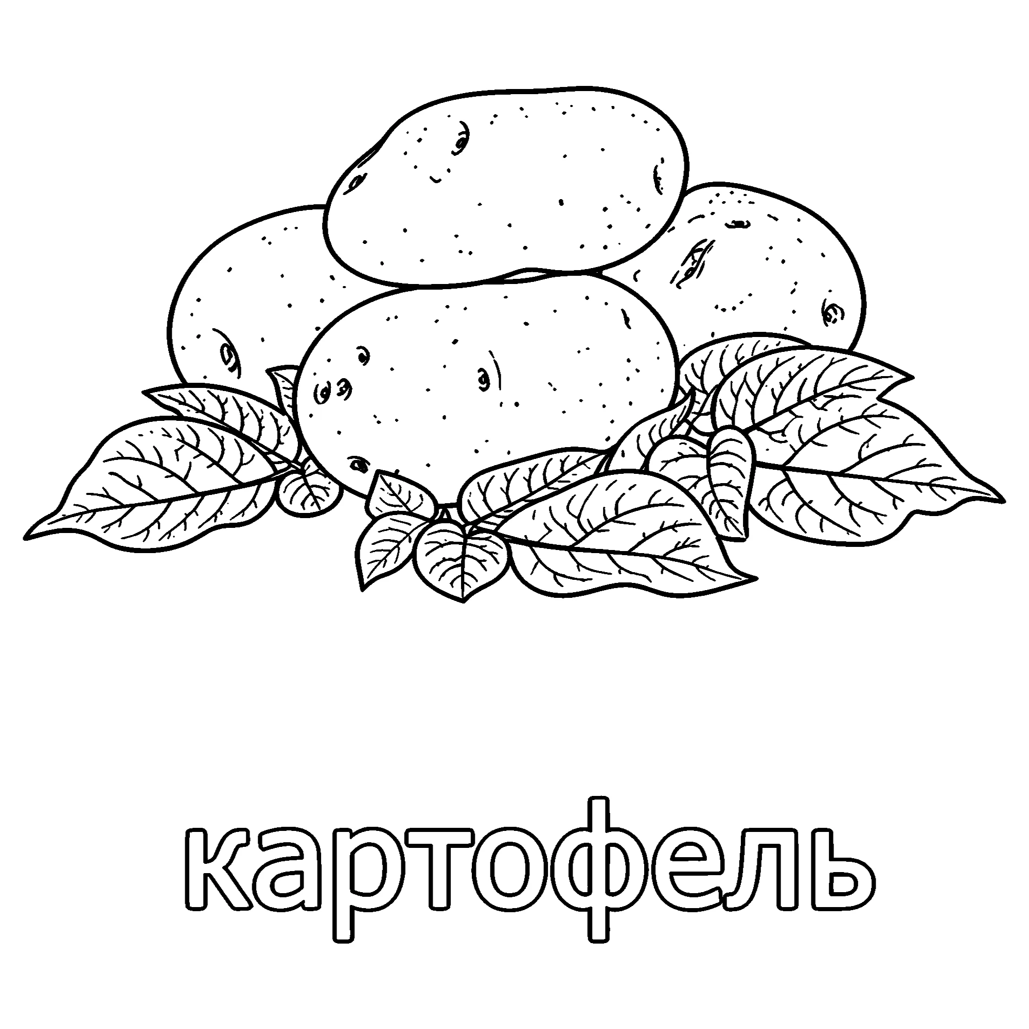 Картошка №3698. Обучающие и развивающие раскраски для детского сада, для начальных классов. Овощи.