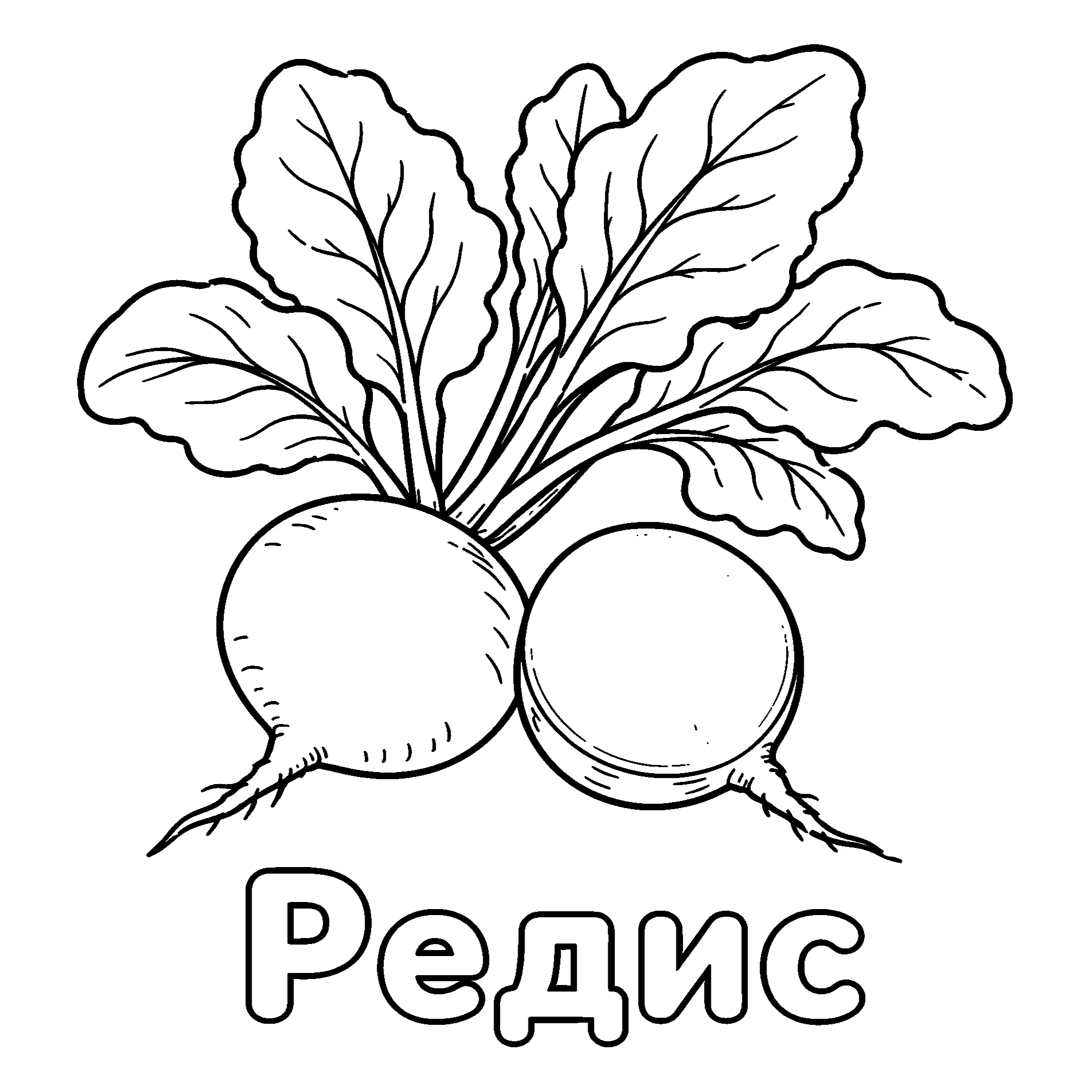 Редис Распечатать раскраску №3683. Обучающие и развивающие раскраски для детского сада, для начальных классов. Овощи.
