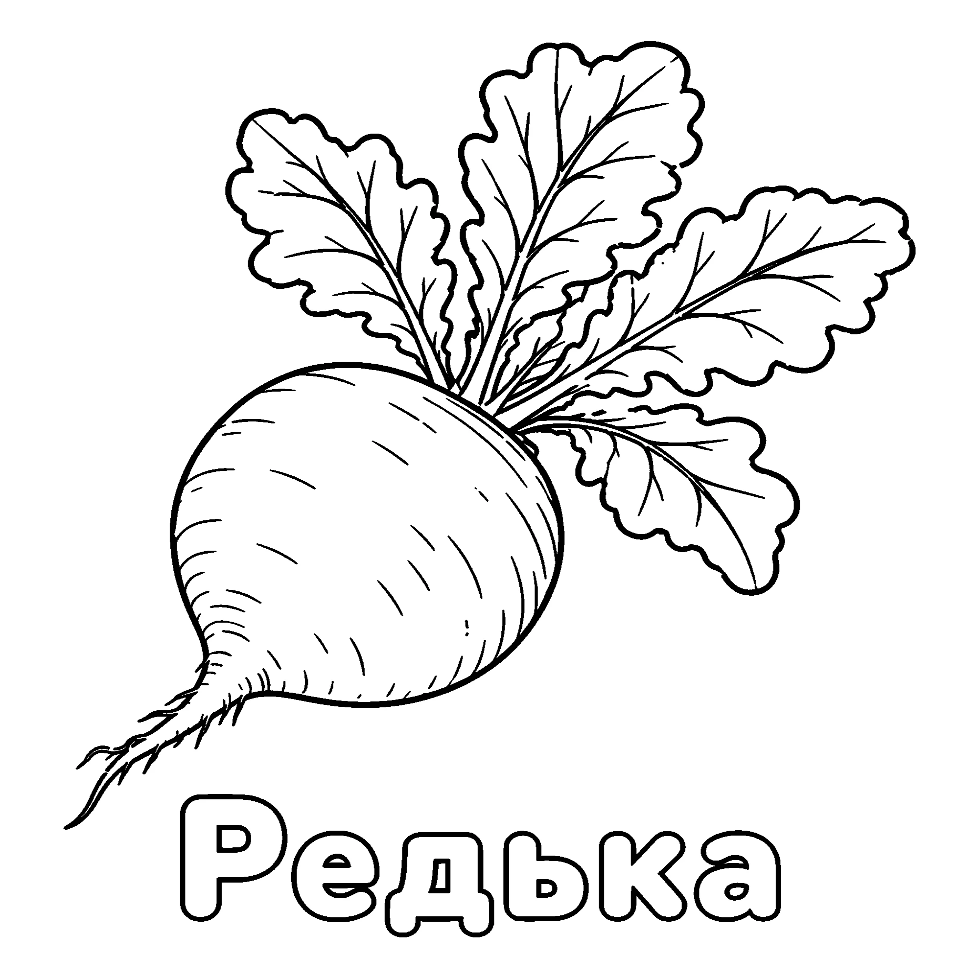 Редька №3700. Обучающие и развивающие раскраски для детского сада, для начальных классов. Овощи.