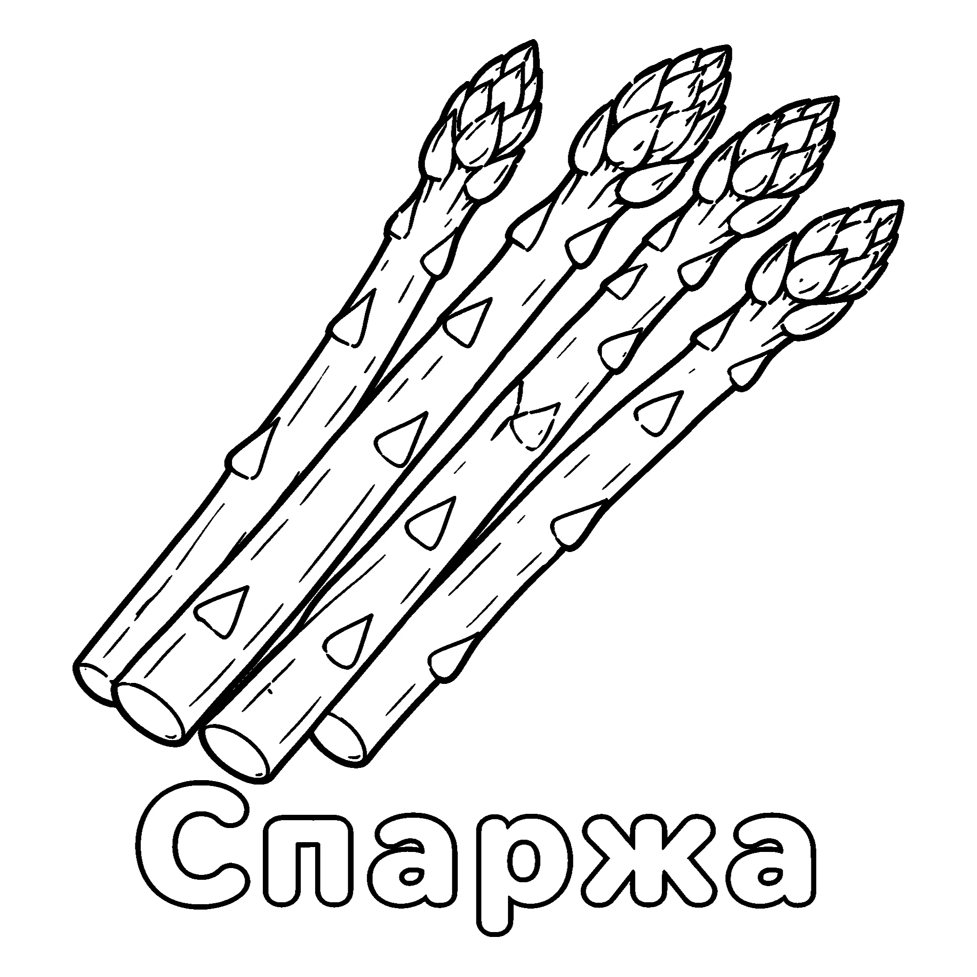 Спаржа Картинка-раскраска №3704. Обучающие и развивающие раскраски для детского сада, для начальных классов. Овощи.