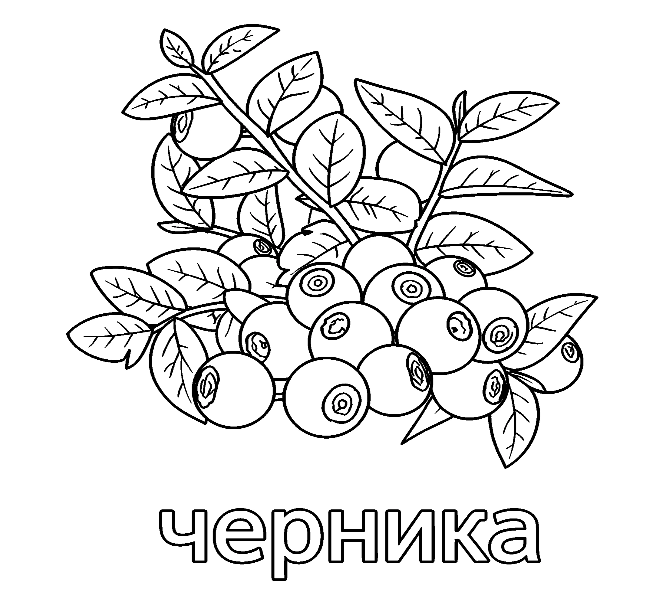 Ягода черника Изображение №3794. Обучающие и развивающие раскраски для детского сада, для начальных классов. Ягоды.