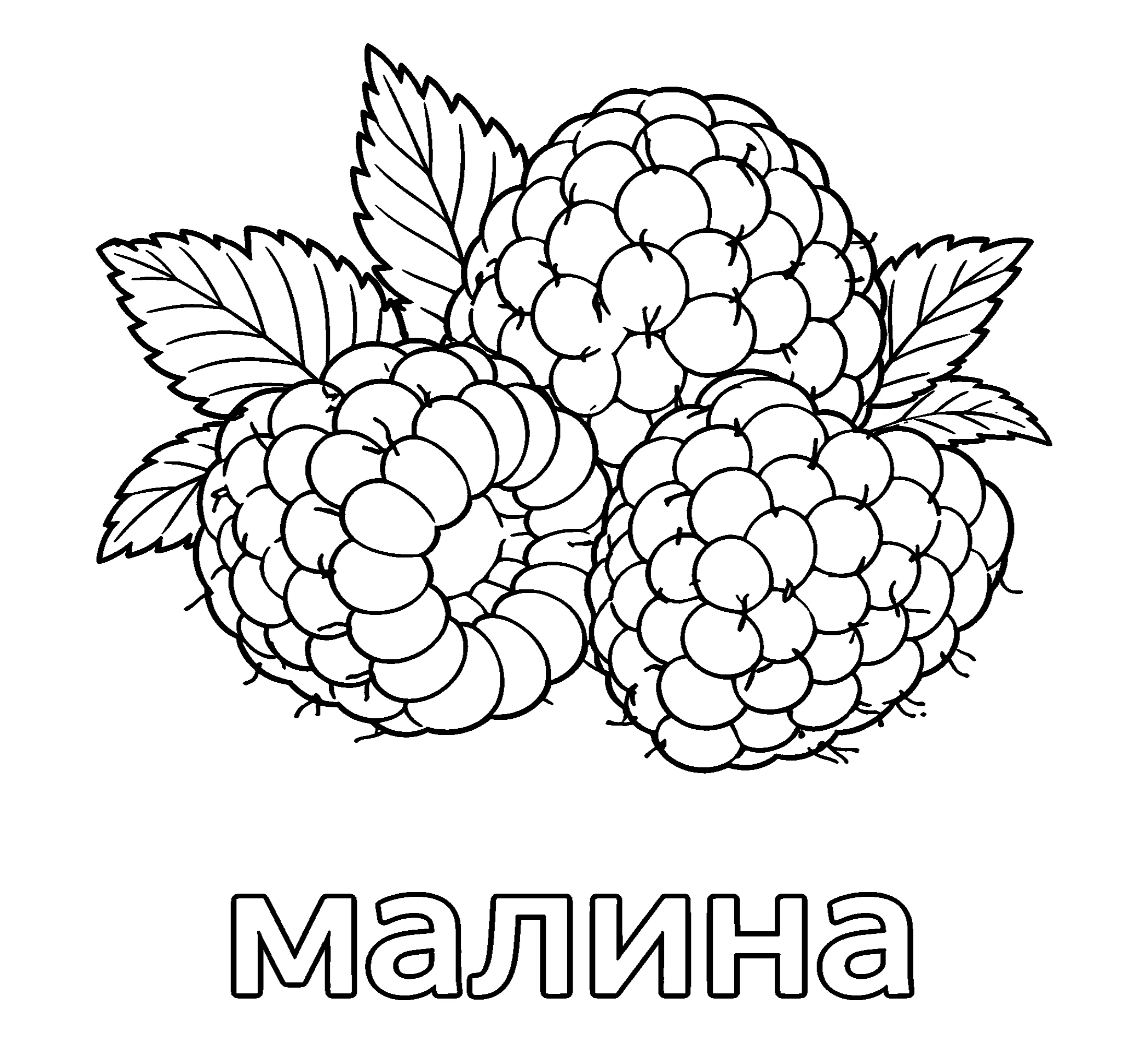Ягода малина №3778. Обучающие и развивающие раскраски для детского сада, для начальных классов. Ягоды.