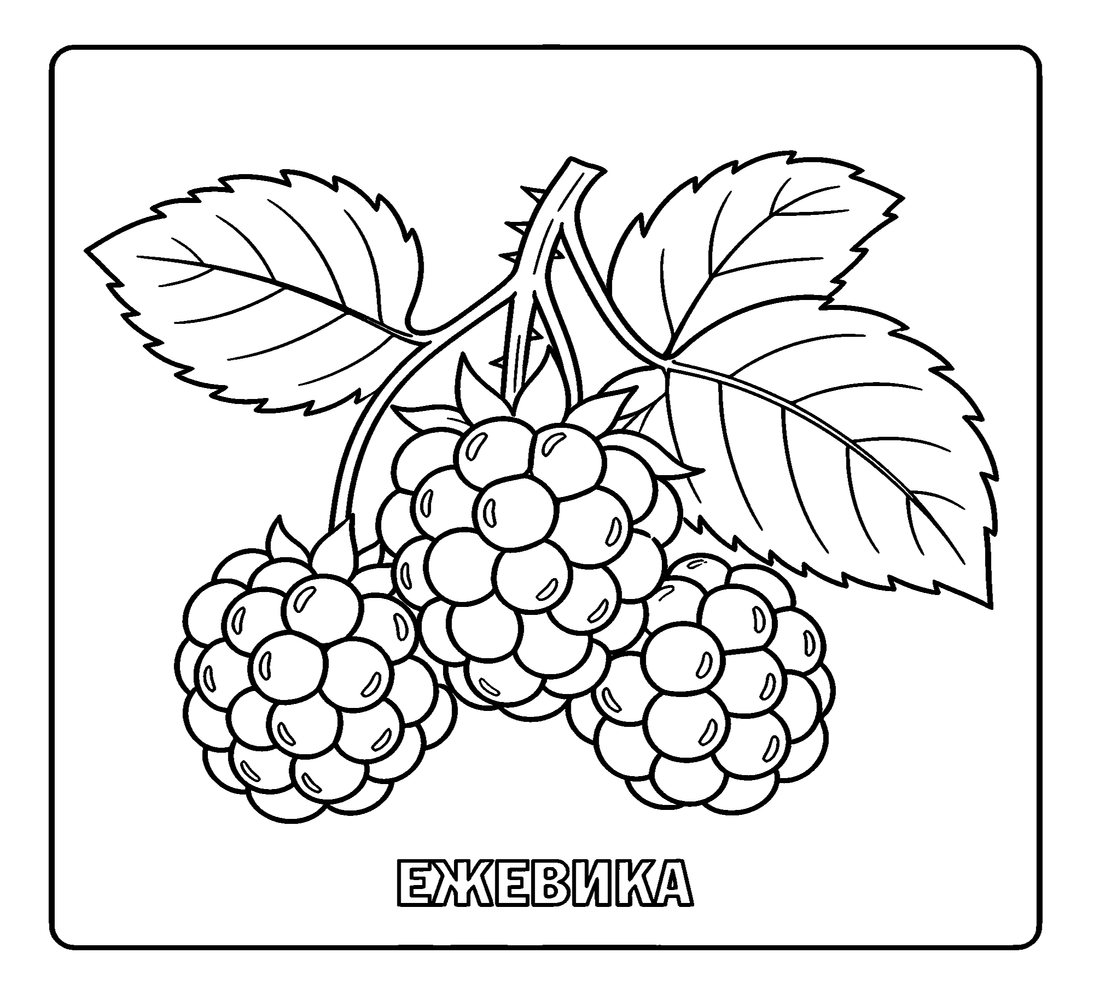 Ягоды Ежевика №3786. Обучающие и развивающие раскраски для детского сада, для начальных классов. Ягоды.