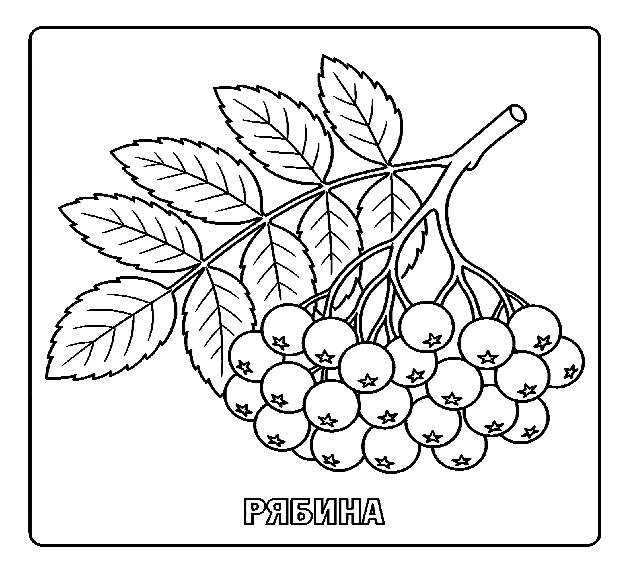 Ягоды Рябина Бесплатная распечатка №3792. Обучающие и развивающие раскраски для детского сада, для начальных классов. Ягоды.
