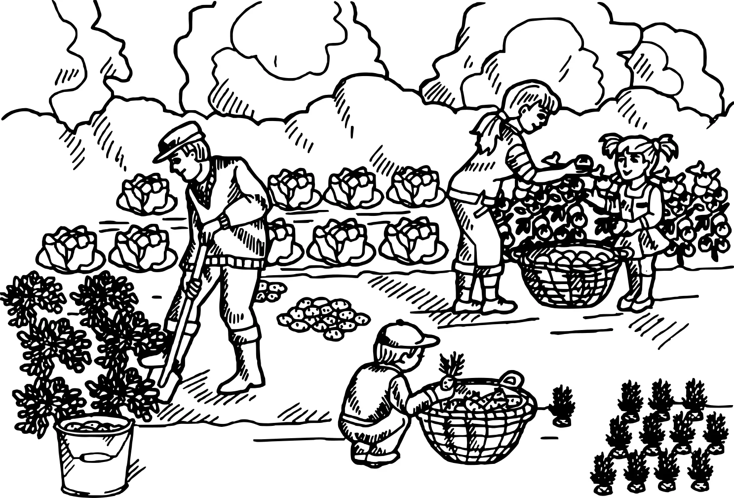 Раскраска «Сбор урожая №5459. Обучающие и развивающие раскраски для детского сада, для начальных классов. Урожай.