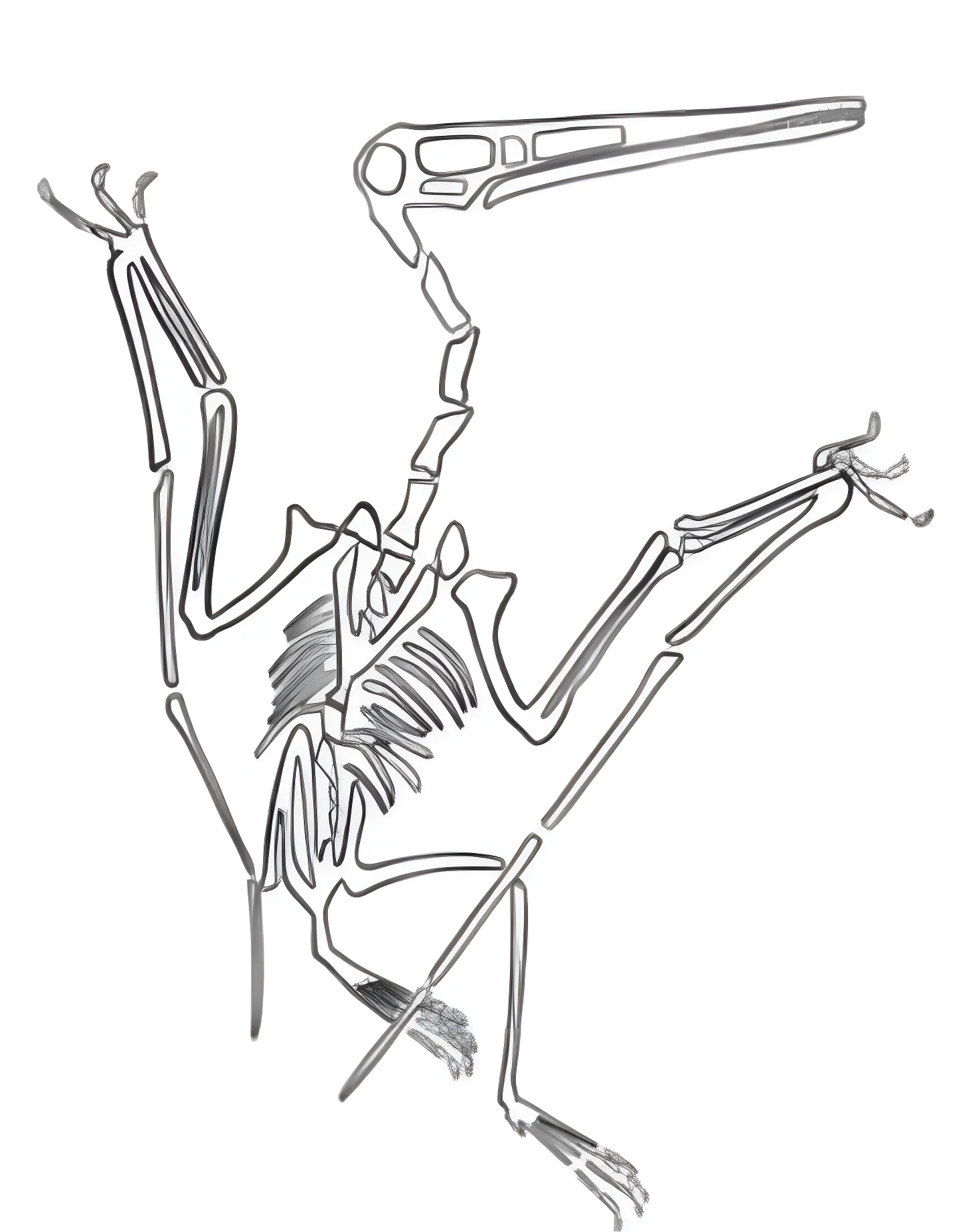 Скелет птерозавра №21504. Динозавры. Птеродактиль (Pterodactylus).