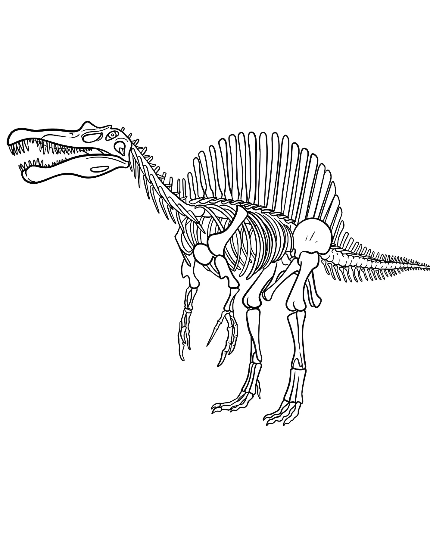 Скелет спинозавра №21529. Динозавры. Спинозавр (Spinosaurus).