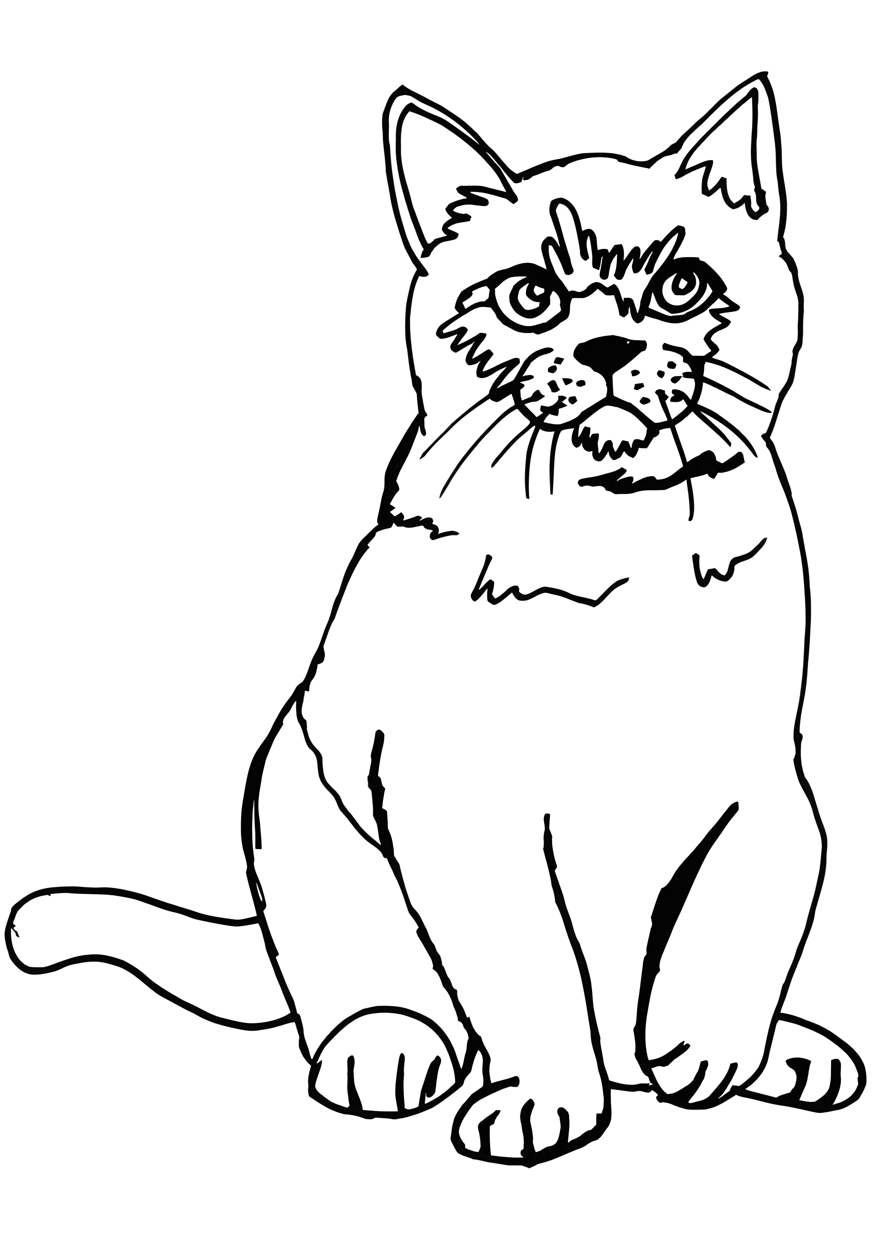 Сердитый кот №3566. Раскраски для девочек по категориям. Котики.