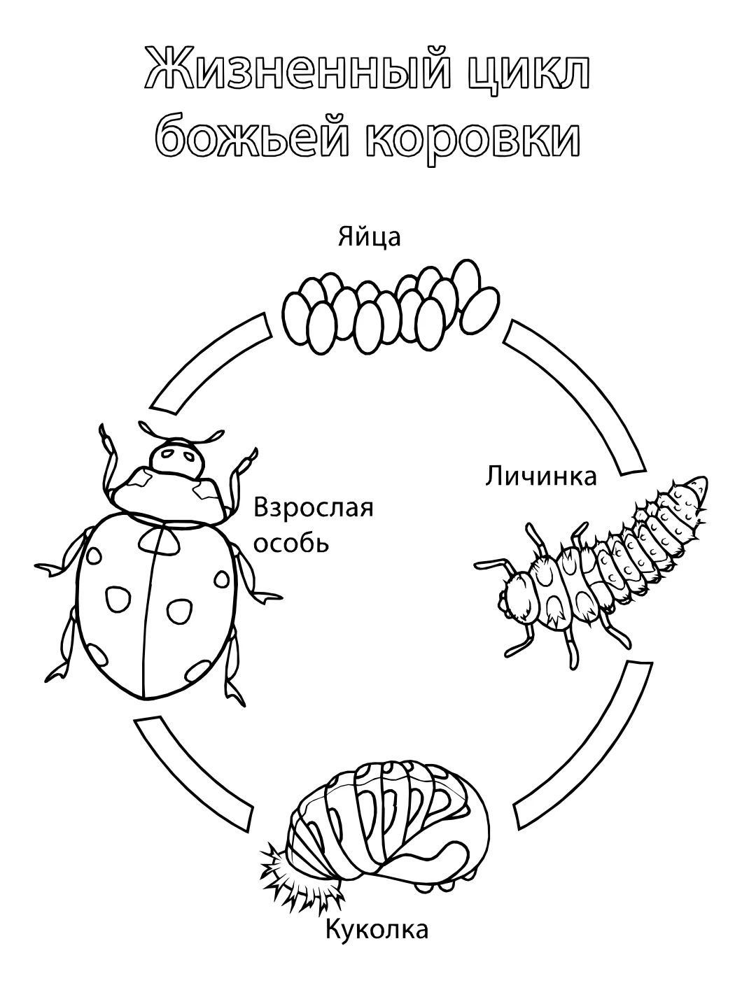 Жизненный цикл божьей коровки №5802. Обучающие и развивающие раскраски для детского сада, для начальных классов. Жизненные циклы.