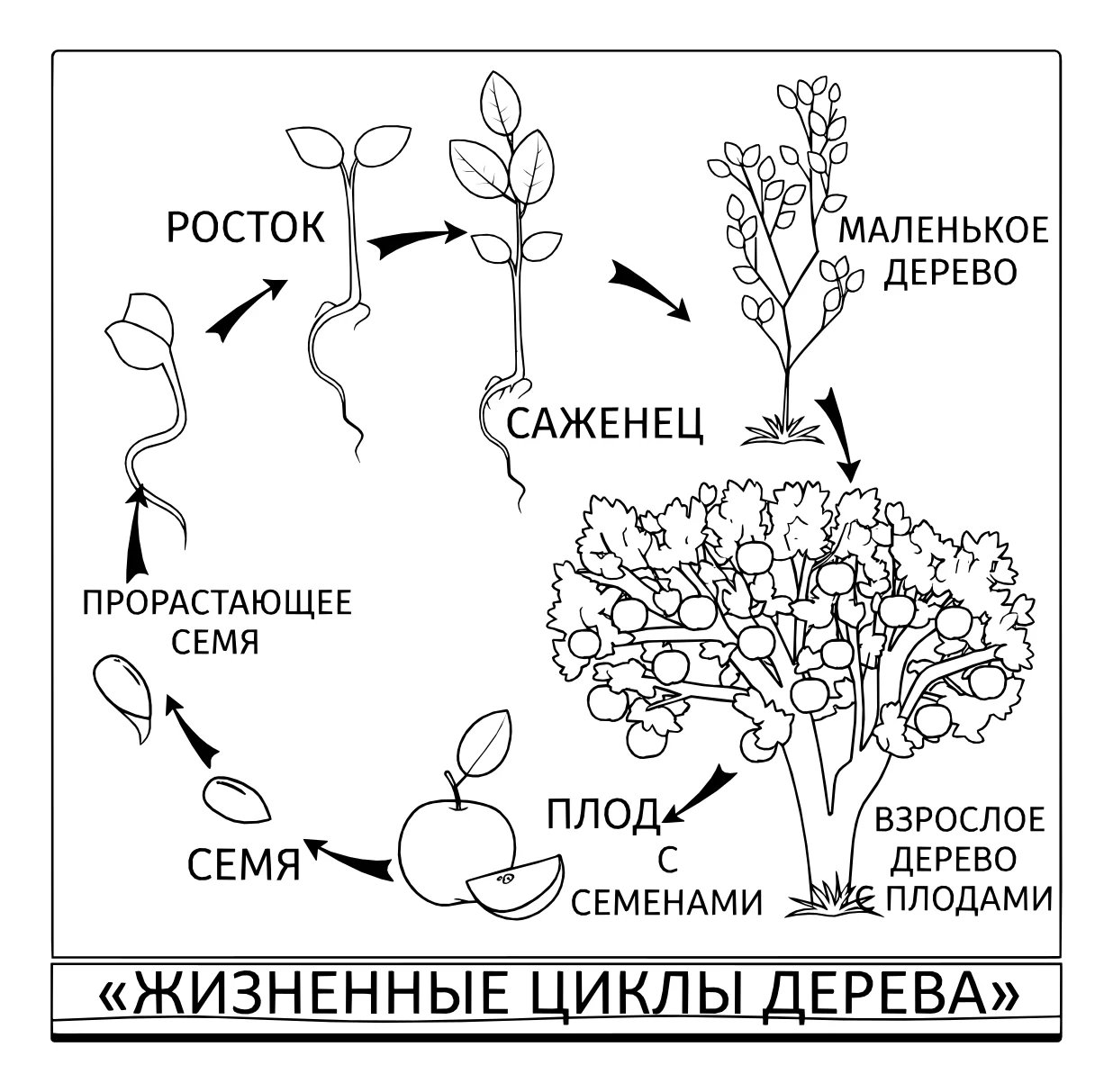 Жизненный цикл дерева №5799. Обучающие и развивающие раскраски для детского сада, для начальных классов. Жизненные циклы.