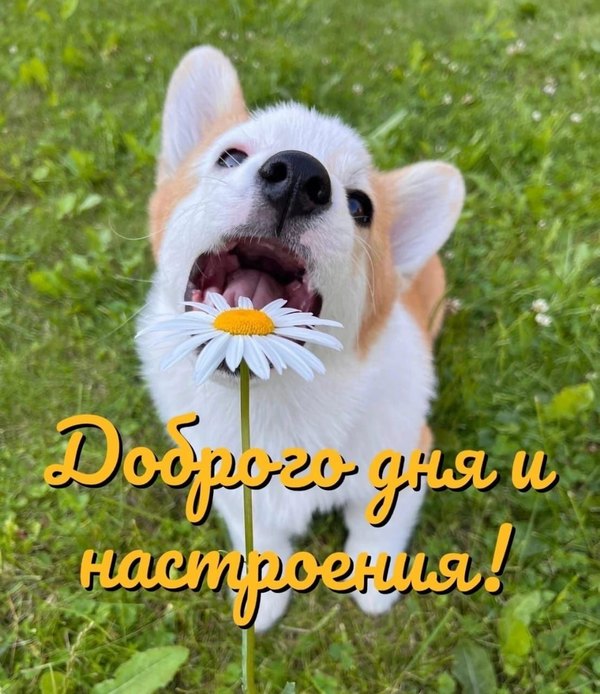 Доброго дня и настроения. Открытки Хорошего дня №1286. Открытки. Готовые открытки хорошего дня.