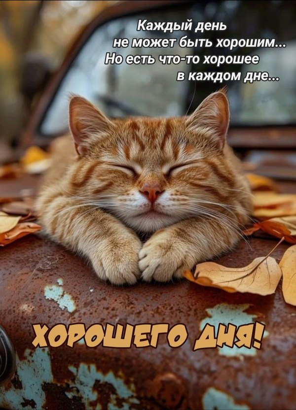 Открытки Хорошего дня №1182. Открытки. Готовые открытки хорошего дня.