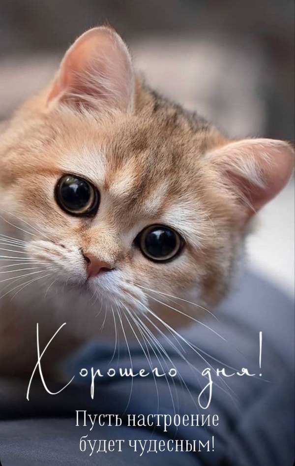 Открытки Хорошего дня №1205. Открытки. Готовые открытки хорошего дня.