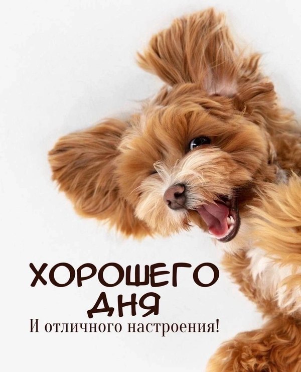 Открытки Хорошего дня №1235. Открытки. Готовые открытки хорошего дня.