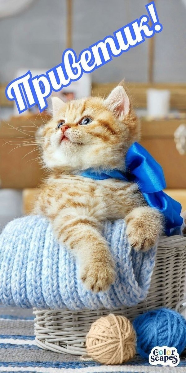 Открытки Привет №652. Открытки. Готовые открытки Привет и Приветик.