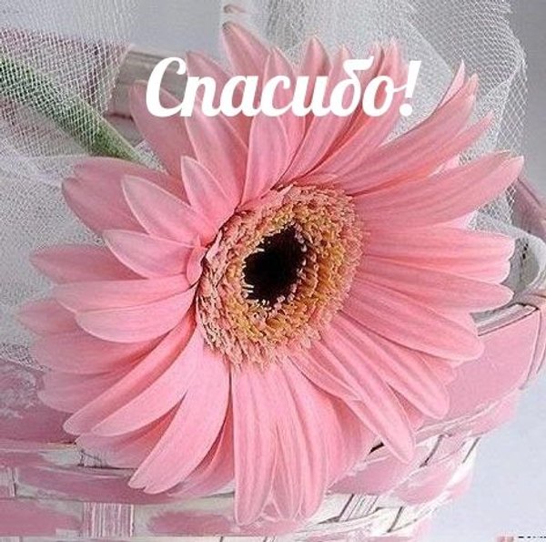Открытки Спасибо №708. Открытки. Готовые открытки Спасибо.