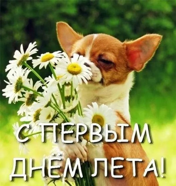 Открытки С первым днем лета №851. Открытки. Готовые открытки с первым днем лета.