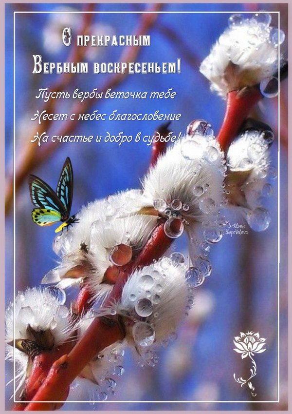 С Прекрасным Вербным Воскресеньем. Открытки на Вербное Воскресенье №1038. Открытки. Готовые открытки Вербное Воскресенье.