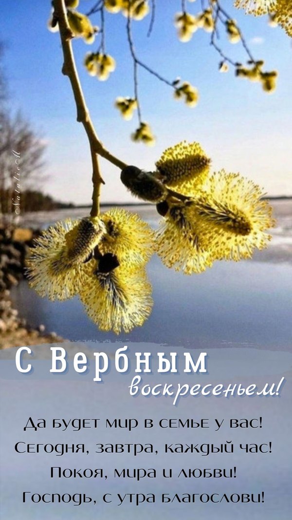 С Вербным Воскресеньем. Да будет мир в семье у вас. Открытки на Вербное Воскресенье №1045. Открытки. Готовые открытки Вербное Воскресенье.