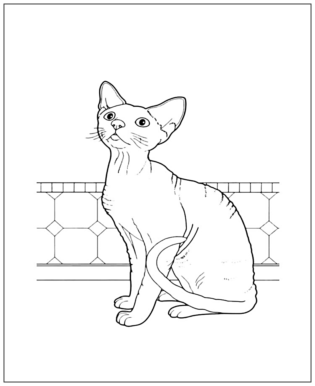 Гладкая кошка №1943. Популярные раскраски. Коты, кошки, котята.