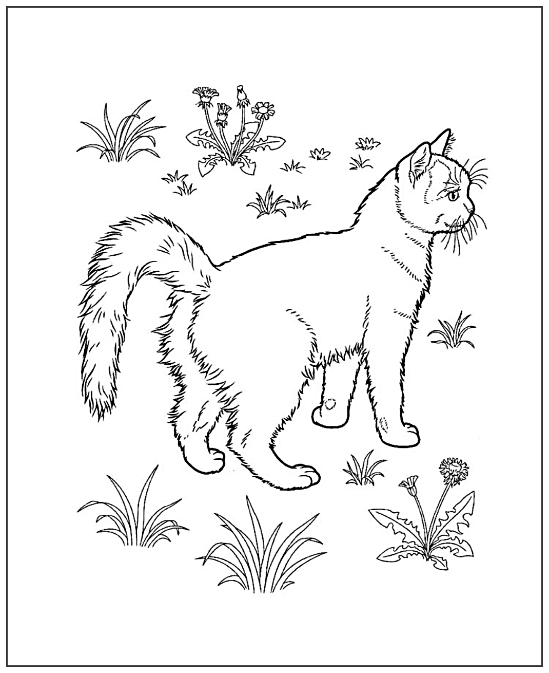 Кошка гуляет №2036. Популярные раскраски. Коты, кошки, котята.