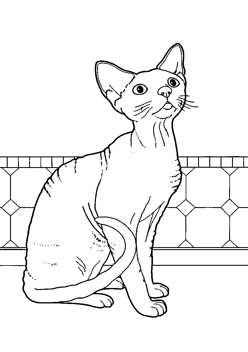 Наблюдающий сфинкс №94. Популярные раскраски. Коты, кошки, котята.