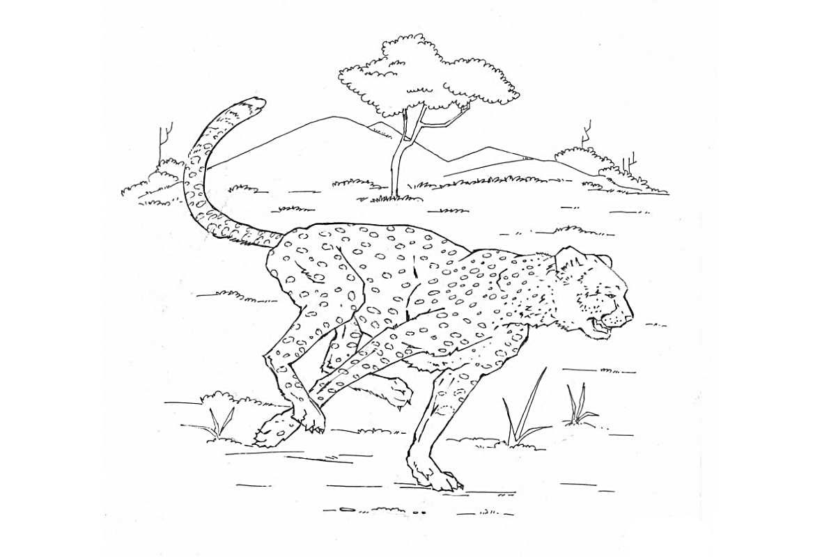 Быстрый хищник №1548. Популярные раскраски. Леопарды.