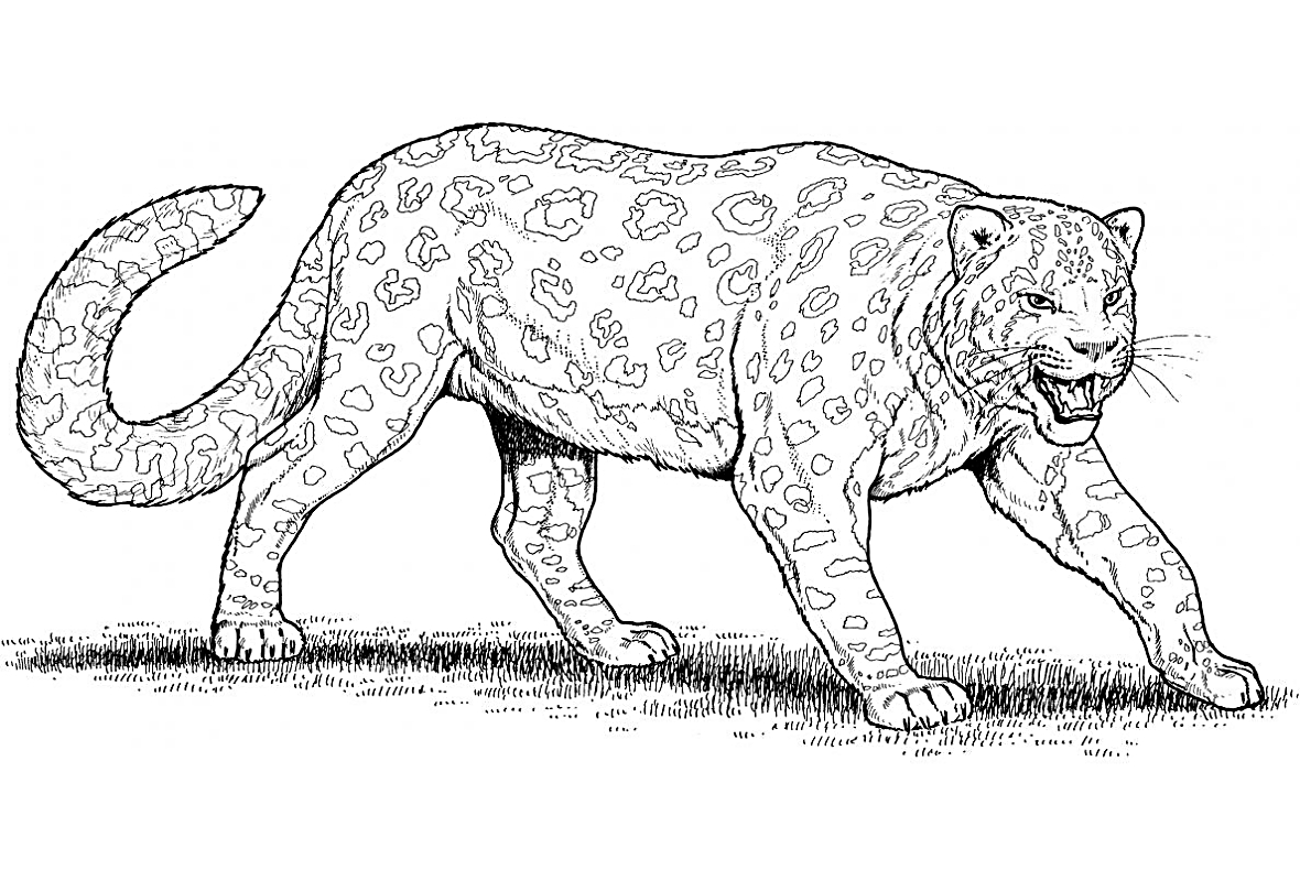 Хищник в ярости №1553. Популярные раскраски. Леопарды.