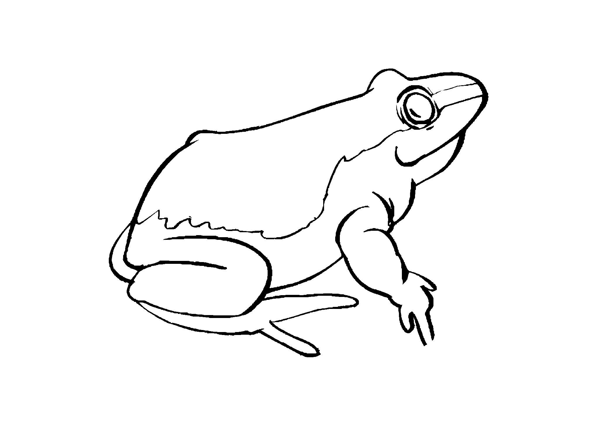 Лягушка — вид сбоку №2951. Популярные раскраски. Лягушки.