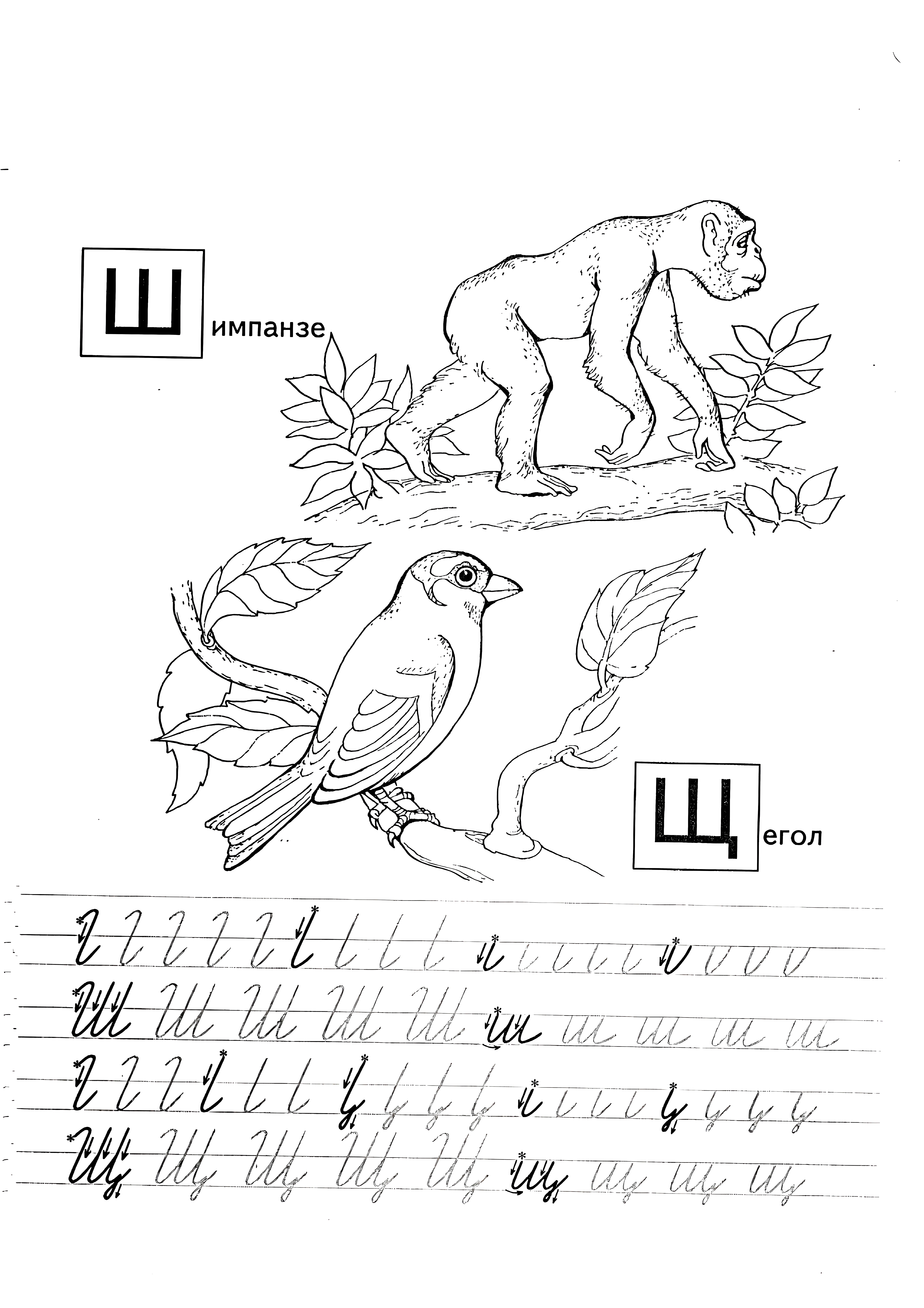 Прописи буквы Ш и Щ №991. Прописи онлайн. Первые прописи для малышей в хорошем качестве на A4.