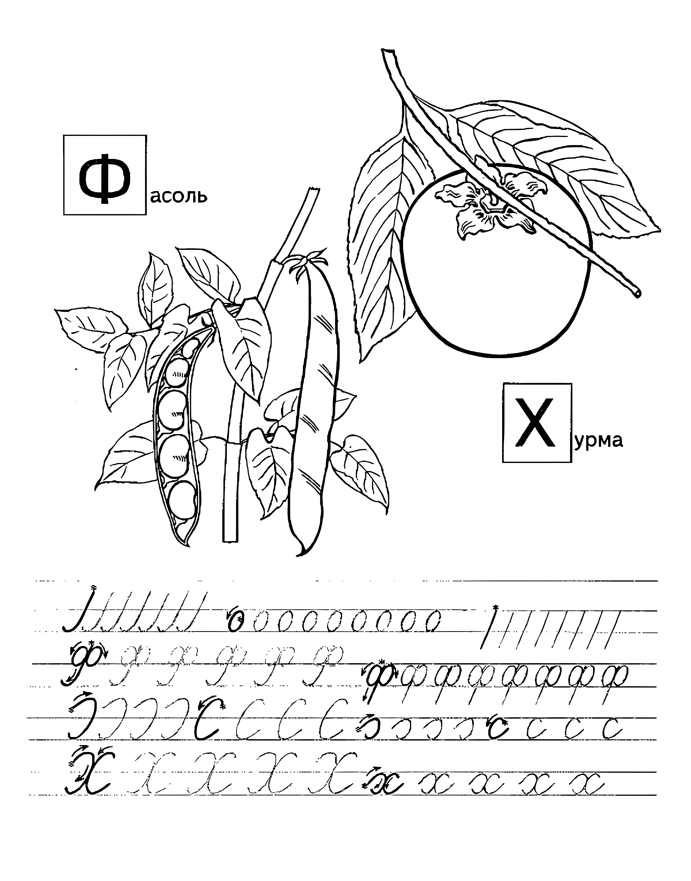 Прописи с фруктами Ф X №1127. Прописи онлайн. Первые прописи для малышей в хорошем качестве на A4.