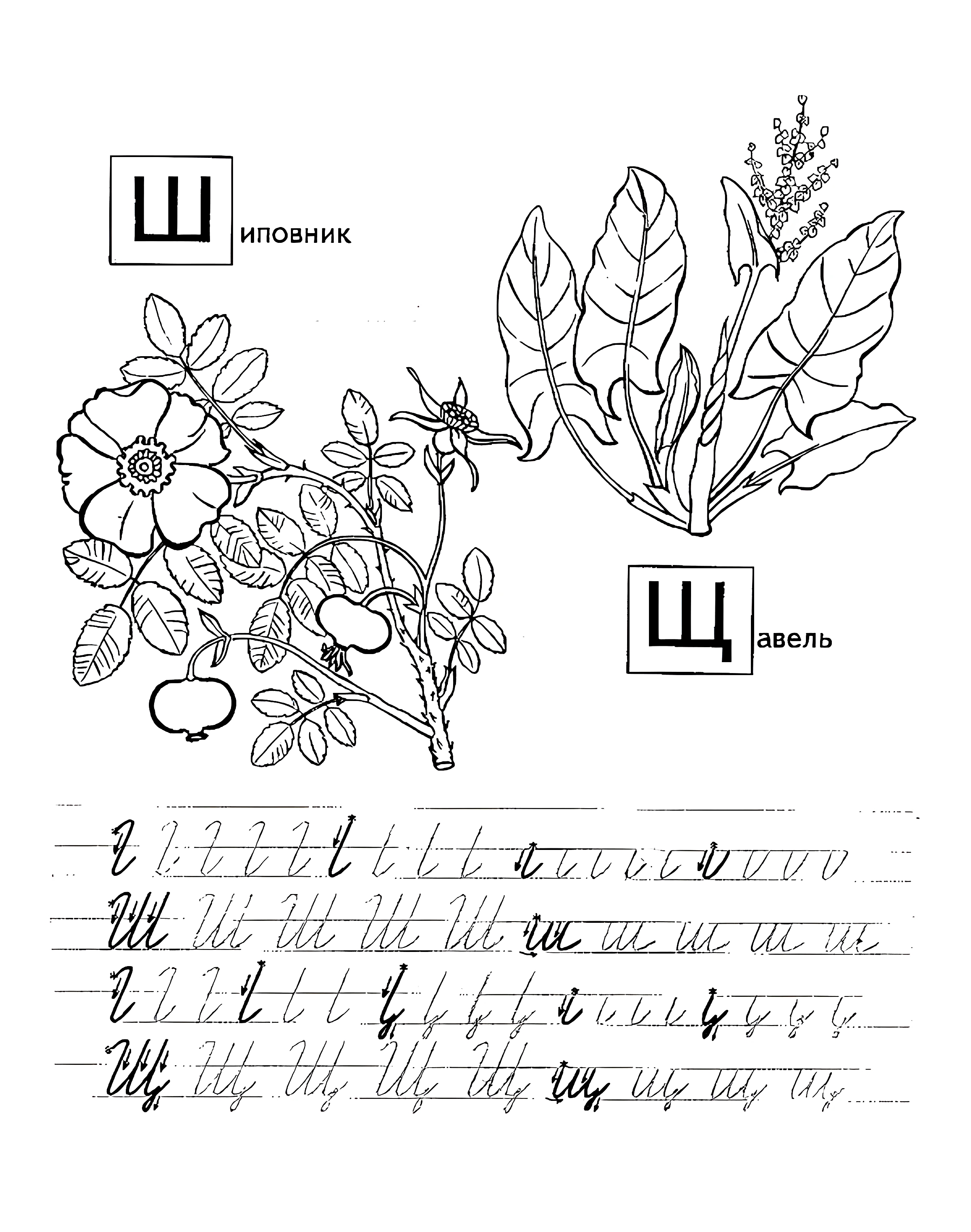 Прописи с фруктами Ш Щ. Прописи для детей №1129. Прописи онлайн. Первые прописи для малышей в хорошем качестве на A4.