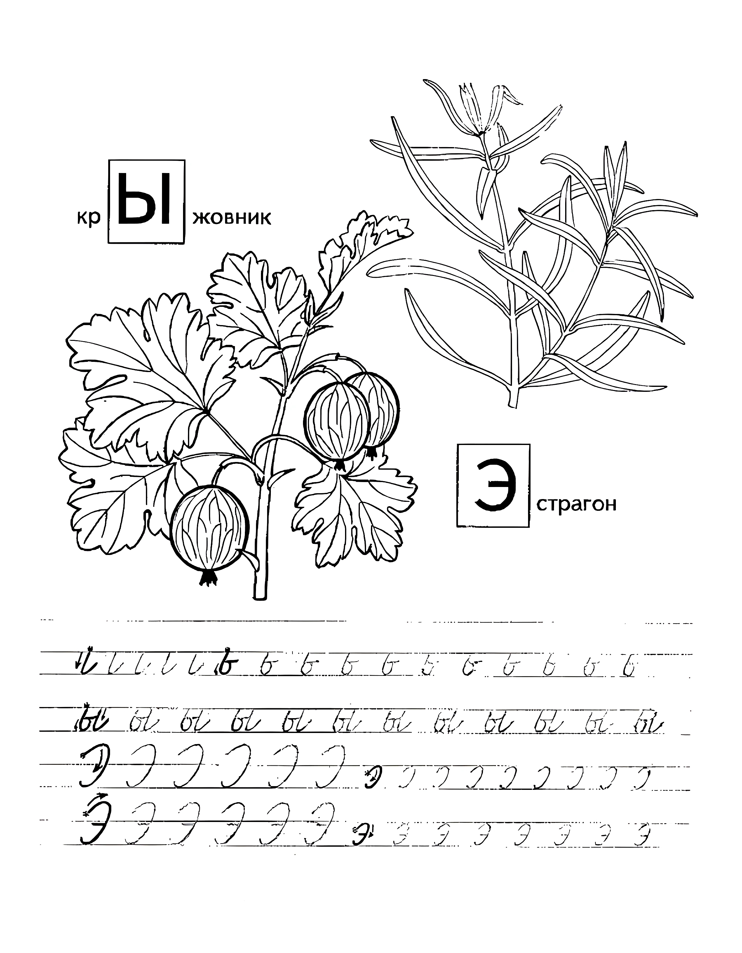 Прописи с фруктами, буквы Ы Э. Детская пропись №1130. Прописи онлайн. Первые прописи для малышей в хорошем качестве на A4.