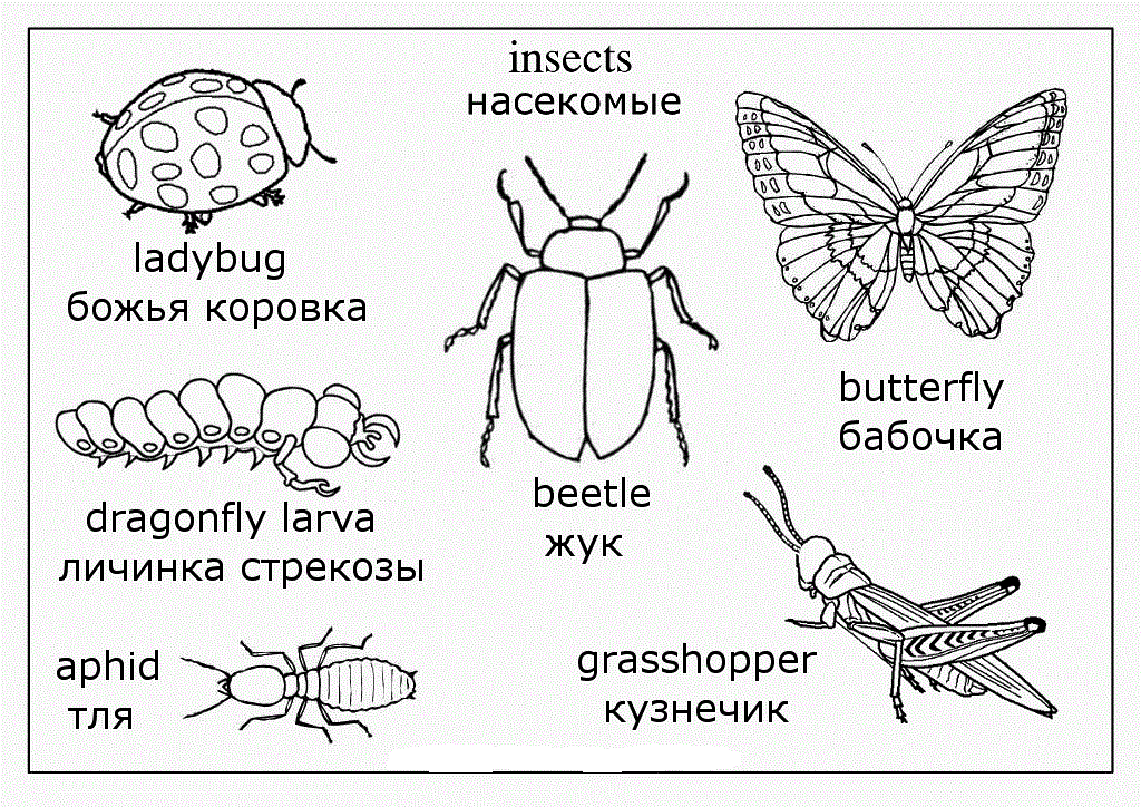 Насекомые по английский №3959. Популярные раскраски. Животные, рыбы, насекомые.