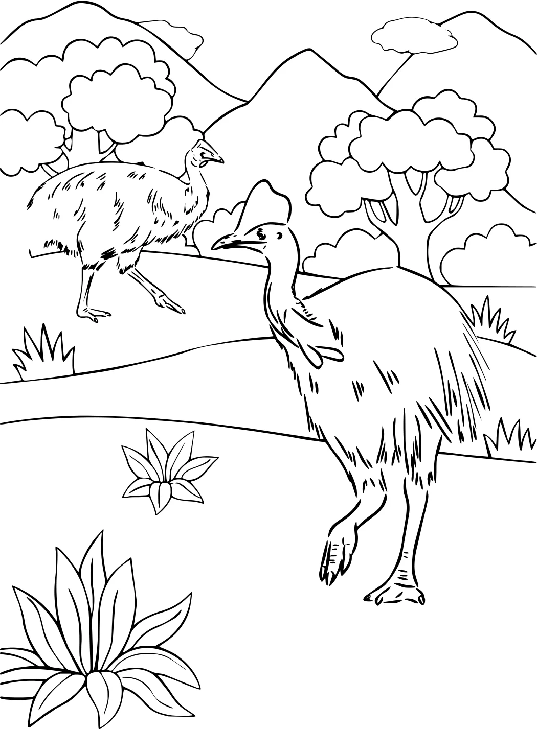 Раскраски казуаров для скачивания от Cassowary №18120. Раскраски животные (весь животный мир). Казуар.