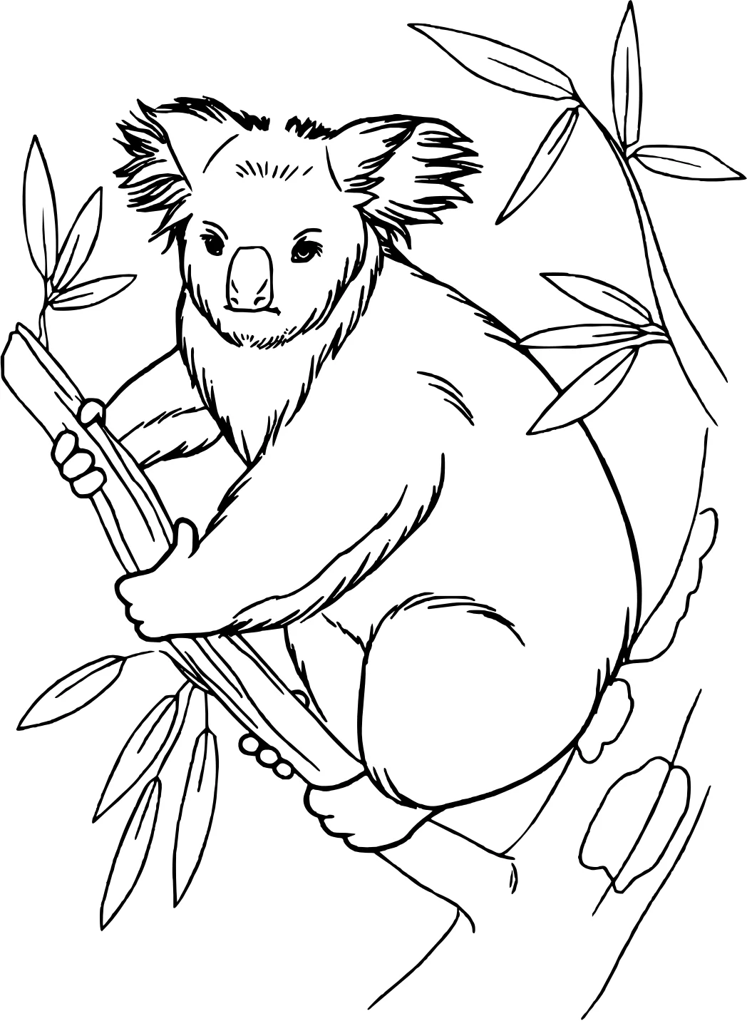 Коала на дереве №18305. Раскраски животные (весь животный мир). Коала.