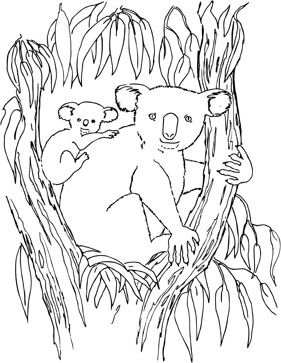 Картинки с коалами от Koala №18288. Раскраски животные (весь животный мир). Коала.