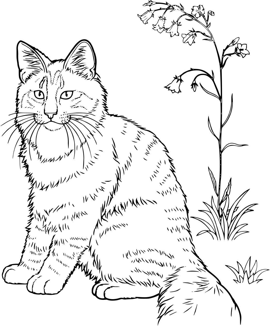 Картинка: кот-раскраска. Раскраска "Котики №17707. Раскраски животные (весь животный мир). Милые котики.
