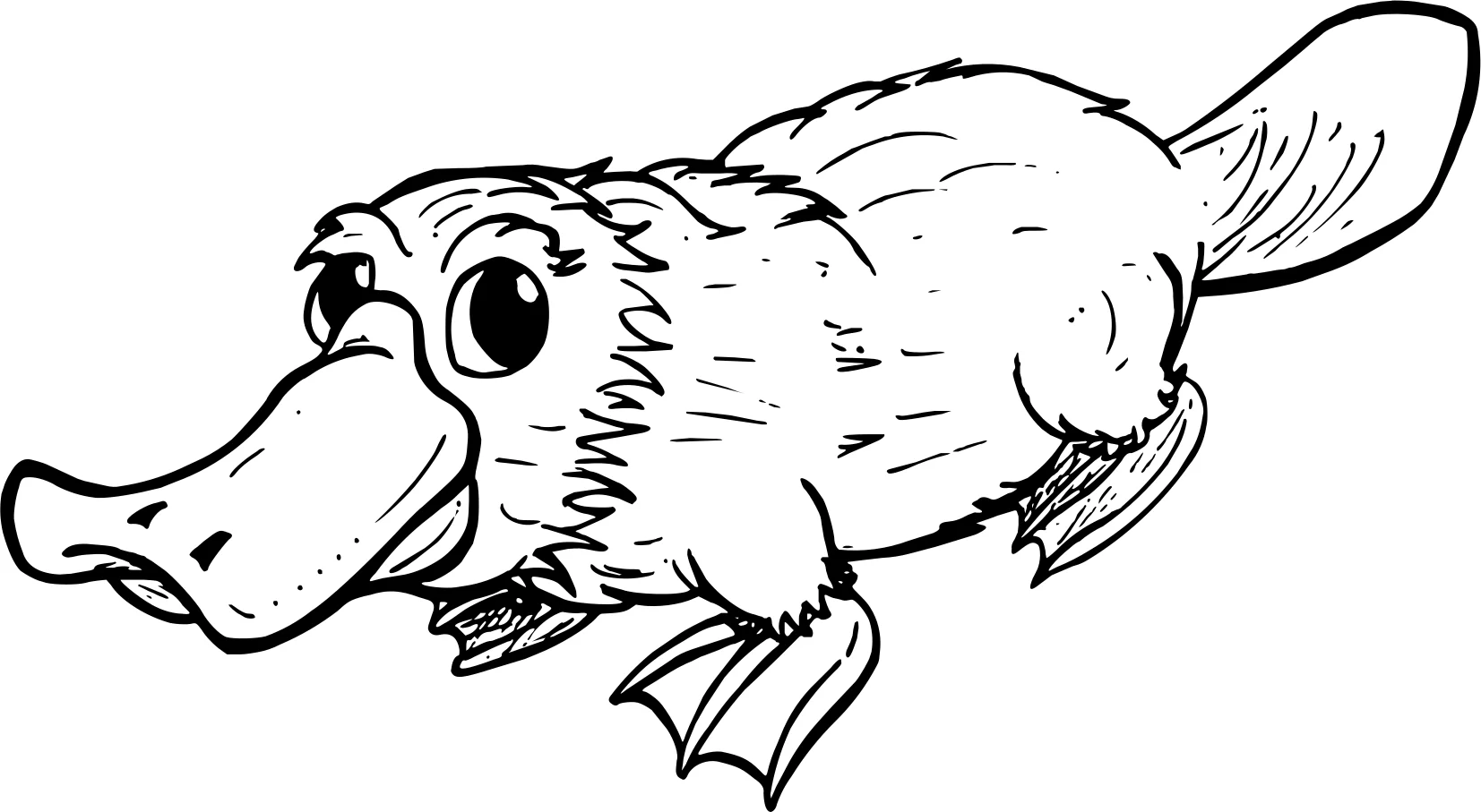 Реалистичный утконос от Platypus №17861. Раскраски животные (весь животный мир). Утконос.