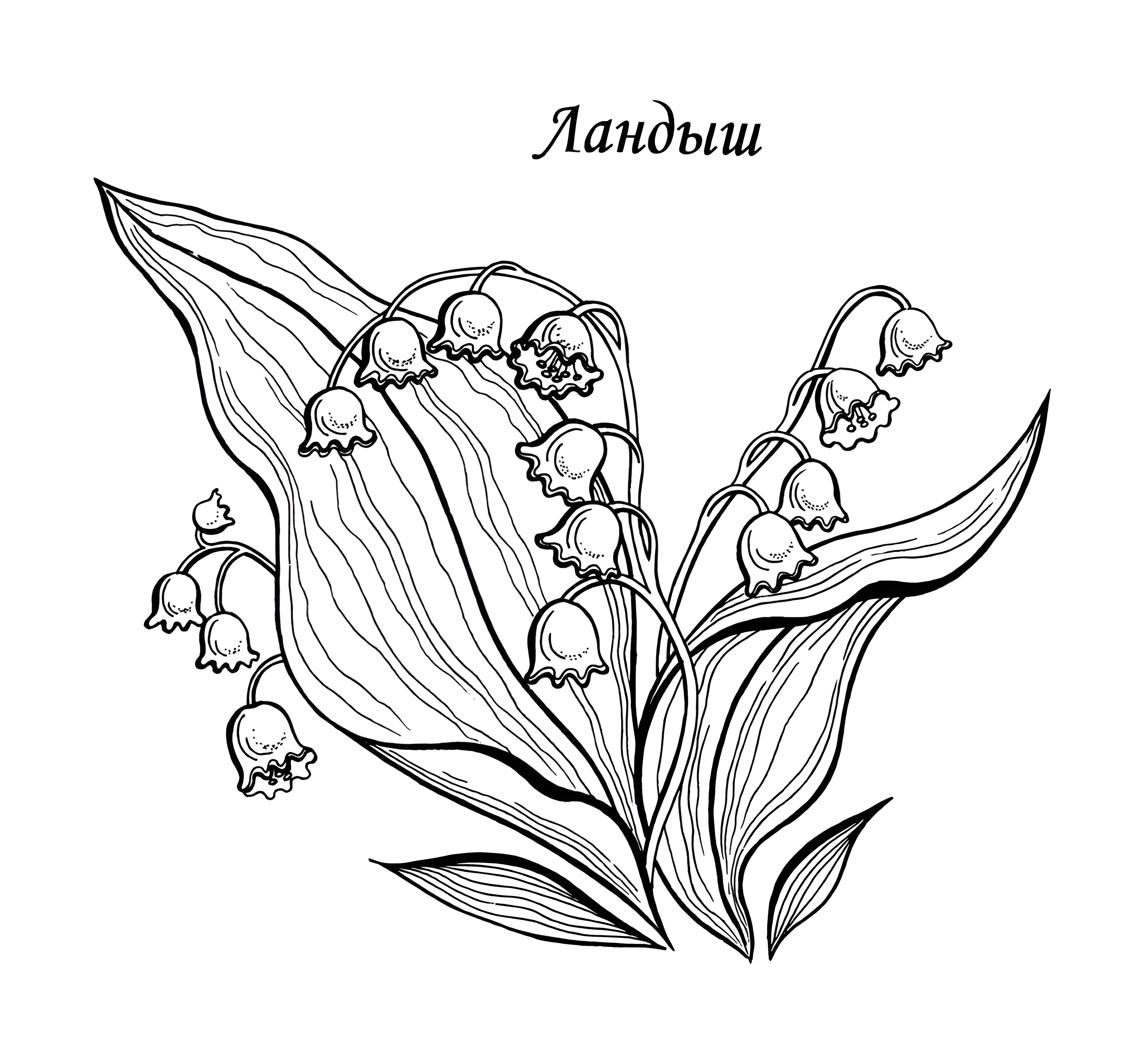 Ландыши №13018. Раскраски по возрастам и полу. Раскраски для девочек.