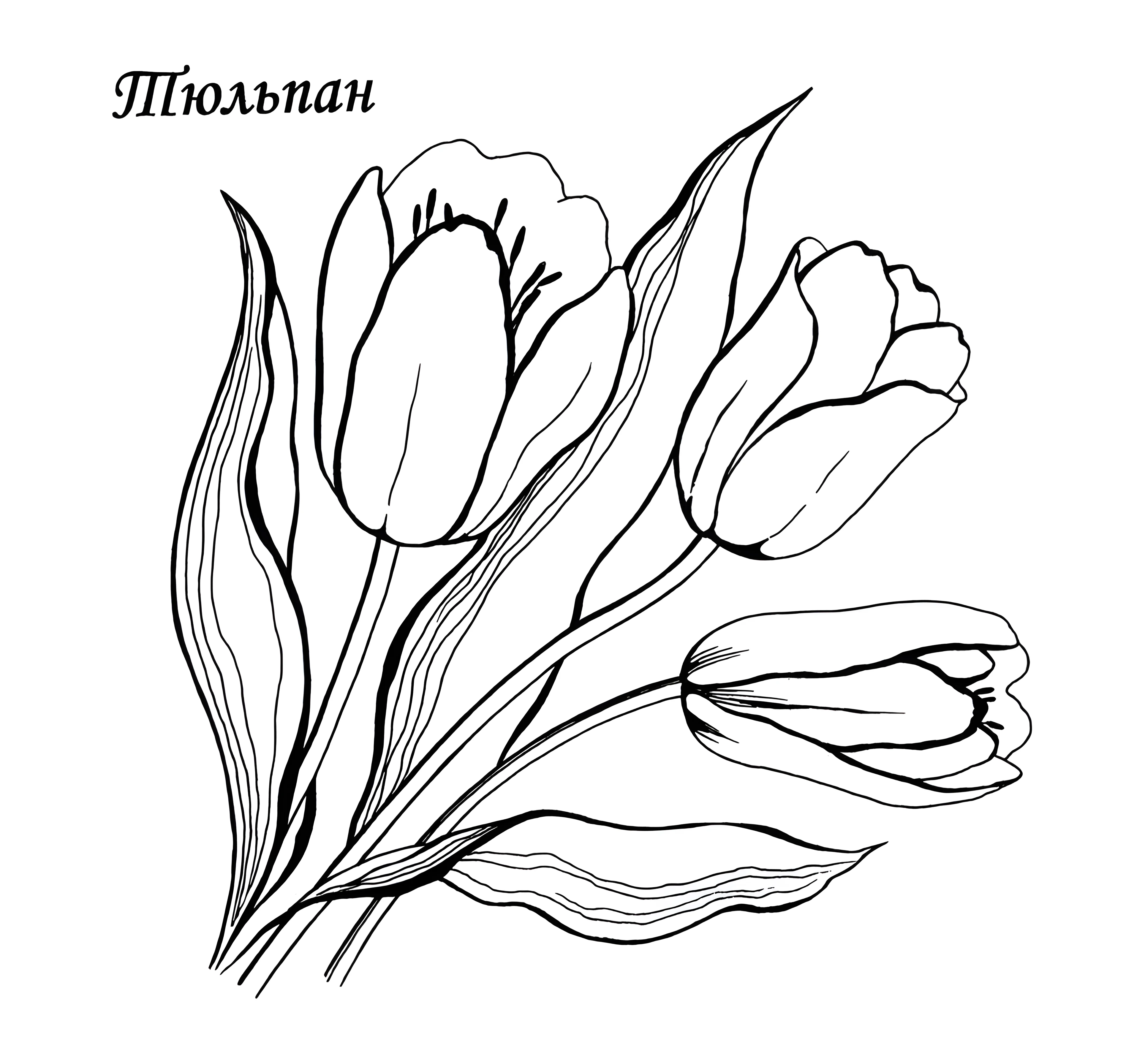 Три тюльпана №13019. Раскраски по возрастам и полу. Раскраски для девочек.